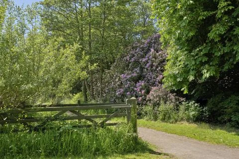 Sunlit path winds through lush greenery 스톡 사진