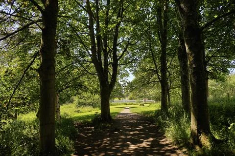 Sunlit path winds through tall green trees 库存照片