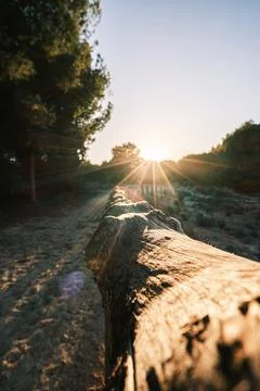 Sunlit Pathway Stock Photos