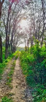Sunlit Pathway Through Dense Greenery in Phuket Stock Photos