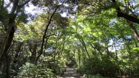 Sunlit Pathway Through a Lush Green Forest Canopy Vídeos de archivo 342264151