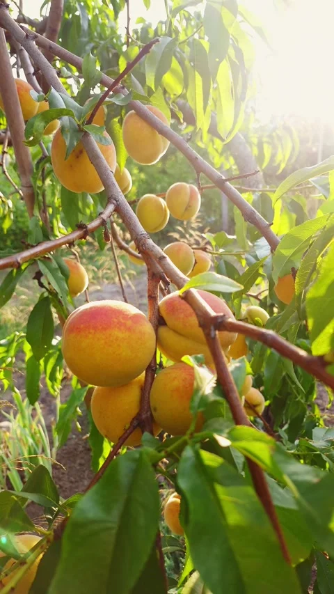 Sunlit peach tree branches heavy with ripe fruit in gentle breeze Stock Footage 341936358