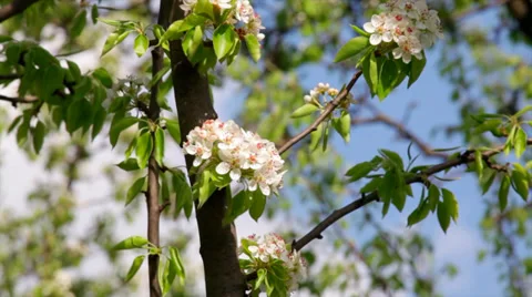 Sunlit pear blossom with new leaves Vídeo Stock 37932453