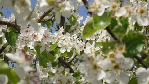 Sunlit Pear Blossoms in Gentle Spring Breeze Stock Footage 332208087