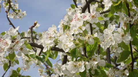 Sunlit Pear Blossoms Swaying in Spring Breeze Stock Footage 332206003