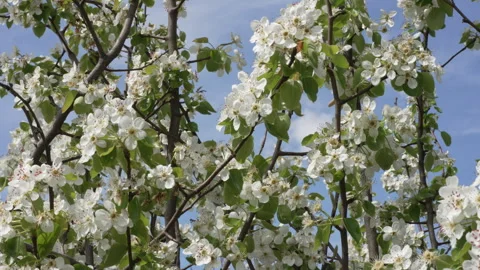 Sunlit Pear Tree Blossoms in Spring Orchard Stock Footage 332205987