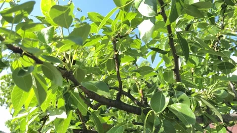 Sunlit Pear Tree Branches with Green Fruits Swaying in Wind Stock Footage 336461294