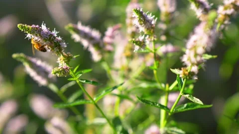 Sunlit peppermint in the garden in bloom, spearmint flowering plant close-up Stock Footage 200824905