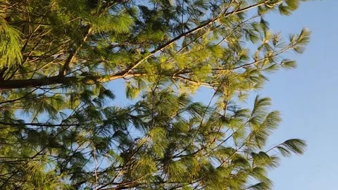 Sunlit pine branches swaying in breeze at golden hour, evergreen tree canopy Stock Footage 330449570