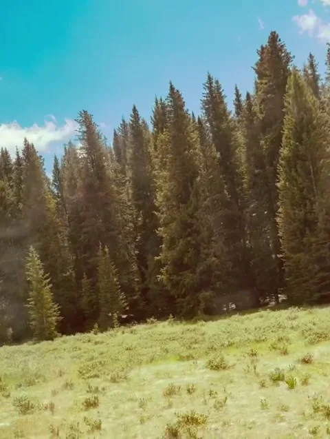 Sunlit Pine Forest and Alpine Meadow under Blue Sky Stock Footage 339881181