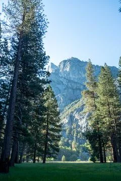 Sunlit Pine Forest and Granite Cliffs in Kings Canyon National Park Stock Photos