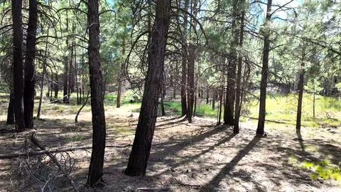 Sunlit Pine Forest with Charred Tree Trunks Stock Photos