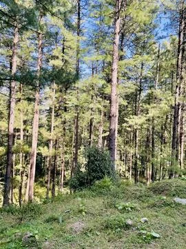 Sunlit Pine Forest Clearing Stock Photos