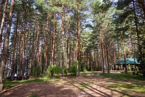 Sunlit Pine Forest Clearing with Picnic Shelter and Benches Stock Photos