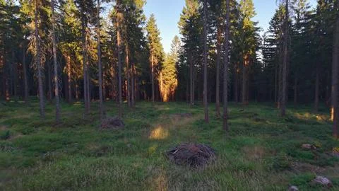 Sunlit pine forest clearing where golden rays filter through high canopy on.. Stock Photos