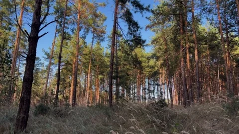 Sunlit pine forest with dry grass and blue sky Stockbeeldmateriaal 348263797
