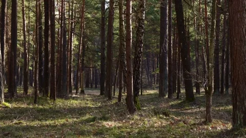 Sunlit Pine Forest in Early Spring Stock Footage 332558793