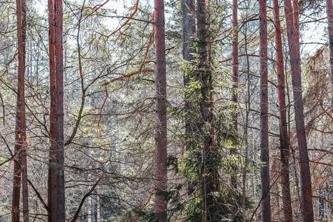 Sunlit pine forest in early spring. Natural backdrop Stock Photos