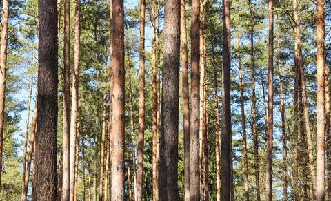 Sunlit pine forest in early spring Stock-Fotos