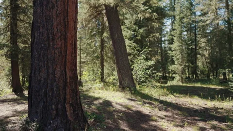 Sunlit pine forest floor with dappled shade Stock-Footage 348024405