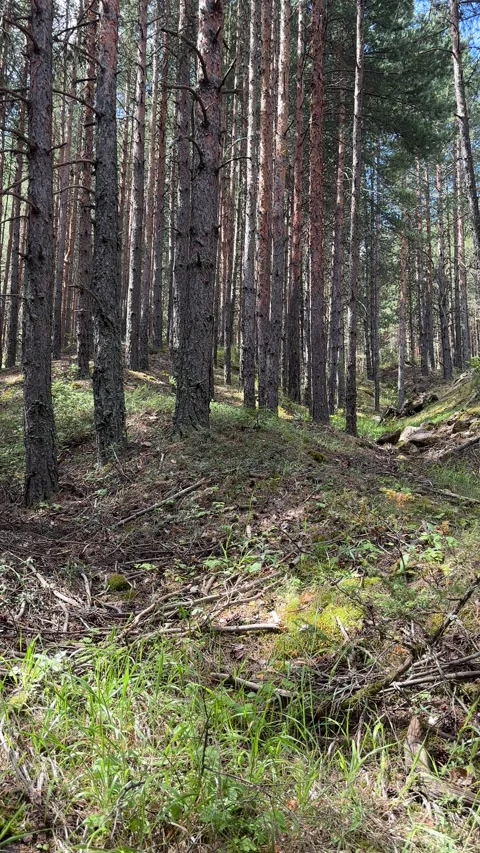 Sunlit Pine Forest Floor in Pirin Mountains, Bulgaria Stock Footage 315770213