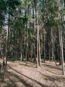 Sunlit Pine Forest Floor with Tall Trees and Natural Shadows 库存照片