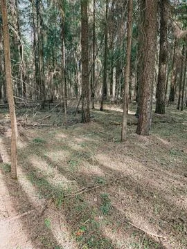 Sunlit Pine Forest Floor with Tall Trees and Natural Woodland Stock Photos