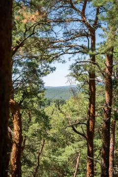 Sunlit Pine Forest Framing Distant Green Hills and Clear Blue Sky Through T.. 스톡 사진