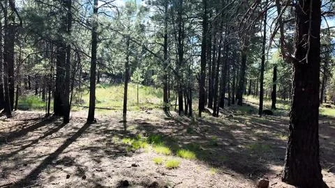Sunlit Pine Forest Landscape With Tall Trees Stock Photos