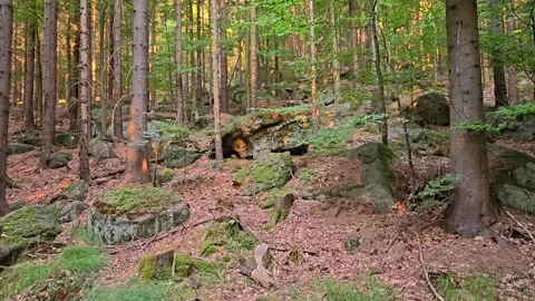Sunlit pine forest ledge with mossy rocks, textured ground cover, ferns and Stock Footage 345170849