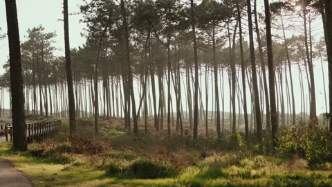 Sunlit pine forest with misty light rays and wooden boardwalk Stock-Footage 333413722