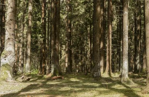 Sunlit pine forest with mossy ground and tall trunks. Quiet evergreen woodlan 库存照片
