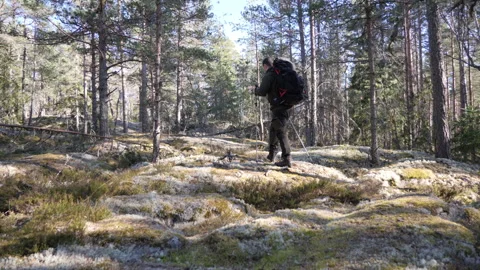 Sunlit Pine Forest with Mossy Rocky Ground Vidéo 333581585