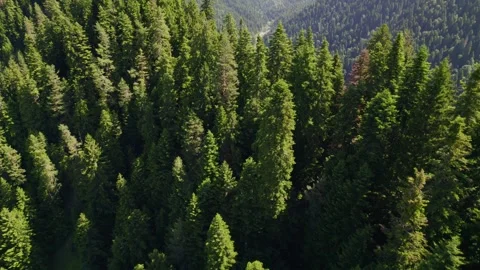 Sunlit Pine Forest by Mountain River Stock Footage 256964572