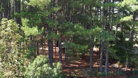 Sunlit pine forest in national park with picnic table and dry needle ground Stock Footage 344096625