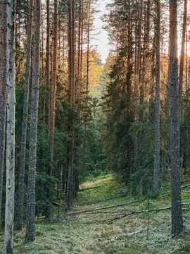 Sunlit Pine Forest Path in Peaceful Nordic Wilderness Photos