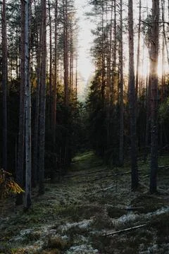 Sunlit Pine Forest Path Through Dense Woodland at Golden Hour 스톡 사진