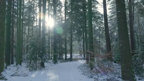 Sunlit Pine Forest With Peaceful Atmosphere, Silent Snowy Trail Bathed In Warm Stock-Footage 327051291