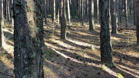 Sunlit Pine Forest in Pirin Mountains, Bulgaria Stock Footage 315771123