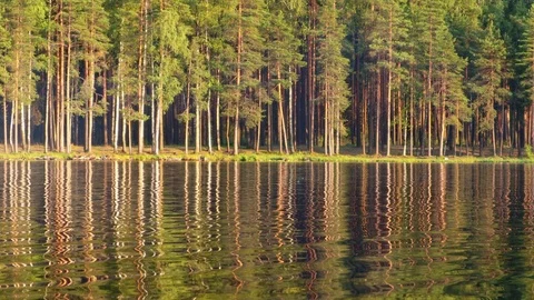 Sunlit pine forest reflected in a calm lake Stock Footage 120061747