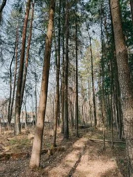 Sunlit Pine Forest with Tall Trees in Natural Woodland Foto stock