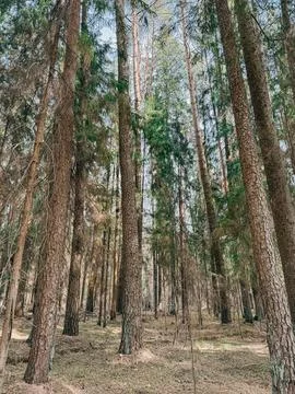 Sunlit Pine Forest with Tall Trees and Natural Woodland Texture 库存照片