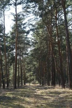 Sunlit pine forest with tall trees and natural woodland floor Stock Photos