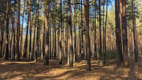 Sunlit pine forest with tall trunks. Stock Photos