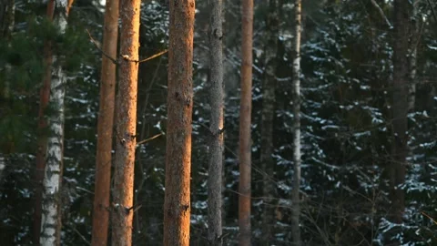 Sunlit pine forest timelapse Stock Footage 302298982