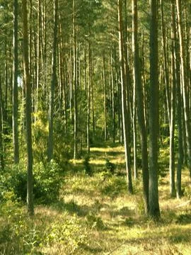 Sunlit pine forest trail Photos