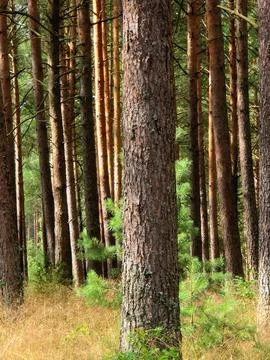 Sunlit pine forest trunks Stock Photos