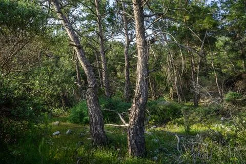 Sunlit Pine Forest with Twisted Trunks and Dense Green Undergrowth Stock Photos