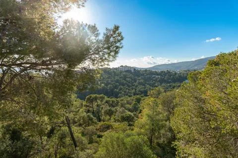 Sunlit pine forest valley with distant apartment and mountains Stockfoto's