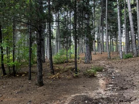 Sunlit Pine Forest with a Winding Path Stock Photos